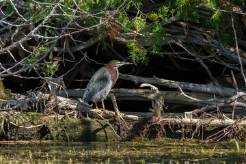 Green Heron foraging on the shoreline of a small lake. 