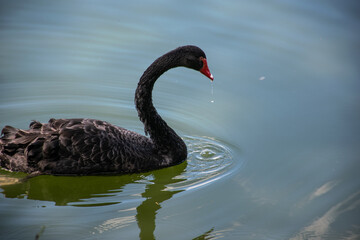 black swan on the lake