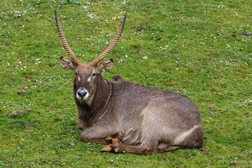 Naklejka na ściany i meble The waterbuck (Kobus ellipsiprymnus) is a large antelope found widely in sub-Saharan Africa.