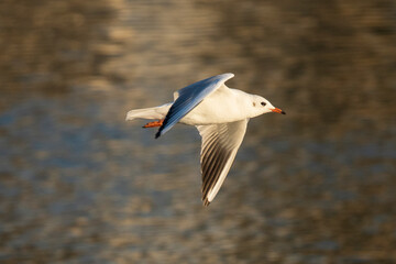 Flying Slender-billed Gull Chroicocephalus genei Costa Ballena Cadiz