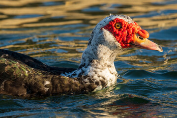 Muscovy Duck Domestic type Cairina moschata Costa BAllena Cadiz