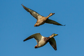Pair of Flying Mallard Anas platyrhynchos Costa Ballena Cadiz