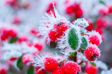 Frozen nature with red berries. Winter background.