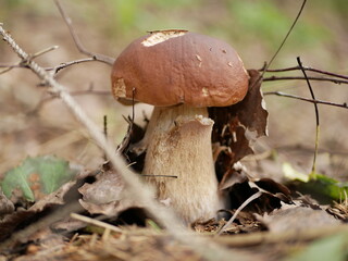 A large white mushroom grew among last year's leaves and fallen dry branches on a Sunny summer day. The summer harvest of wild mushrooms is ready for harvesting.