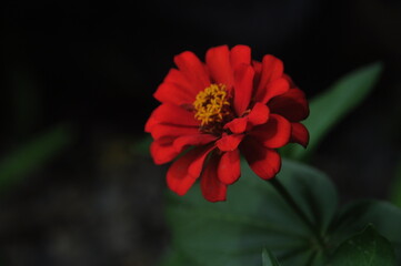 round red flowers growing in the garden with bright colors