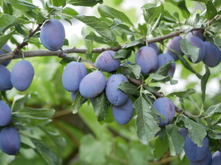 A few ripe plums on a branch among the leaves on a warm summer day. The harvest of organic fruits is ready for harvesting.