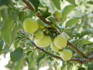 A few ripe green Apple on a branch among the leaves in the orchard on a warm summer day. The Apple crop is ready to be harvested for juicing.