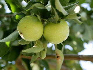 A few ripe green Apple on a branch among the leaves in the orchard on a warm summer day. The Apple crop is ready to be harvested for juicing.