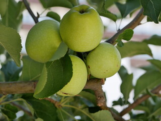 A few ripe green Apple on a branch among the leaves in the orchard on a warm summer day. The Apple crop is ready to be harvested for juicing.