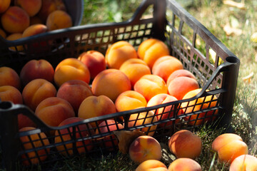 Fresh sweet tasty and juicy peaches fruits on box. Fruit harvest.