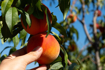 Harvesting peaches. Female hand touching fresh ripe peach on branch of peach tree in orchard.