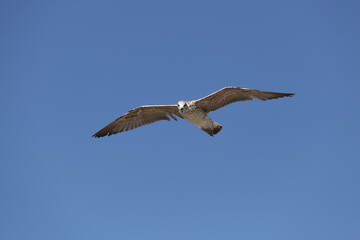 Seagull in low level flight against the blue sky