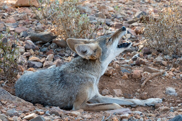 Coyote Howling while curled up in a Wallow