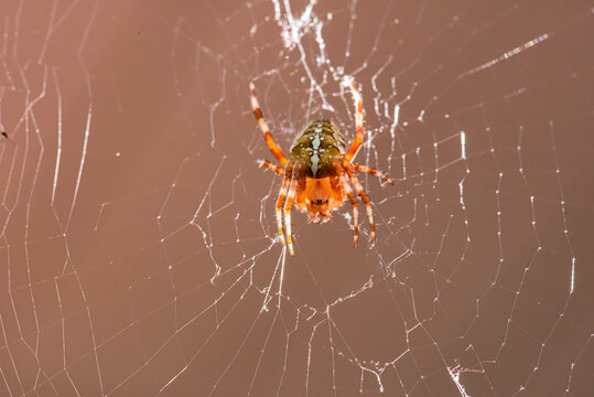 A European garden spider, Araneus diadematus, in its web..