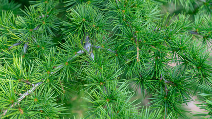 Green young needles. Fluffy cedar needles