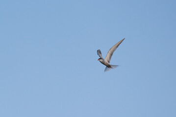 Seagull with an open beak against a clear sky