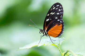 Fototapeta na wymiar A Hecale Longwing or Heliconius hecale butterfly perched on a plant leaf