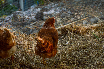 chicken in the grass