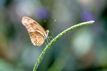 Julia or Dryas julia butterfly perched on a plant