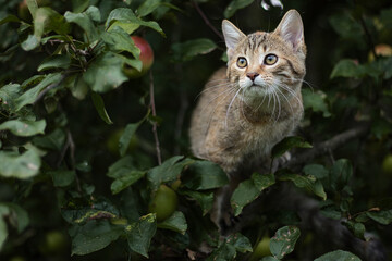 Naklejka na ściany i meble Katze im Baum (Cat in a tree)