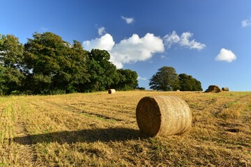 Hay bales, Jersey, U.K. Summer seasonal agriculture.