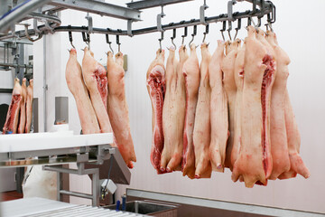 Chopped fresh raw pork meat hanging and arranged in row, in processing deposit in a refrigerator, in a meat factory.