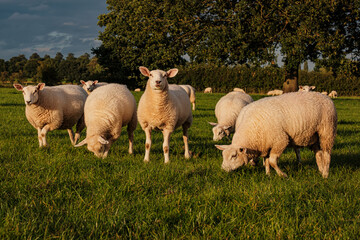 Obraz premium Sheep and lamb in the field