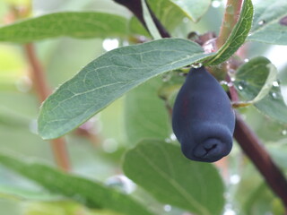 ripe honeysuckle berries on the bushes with rain dew