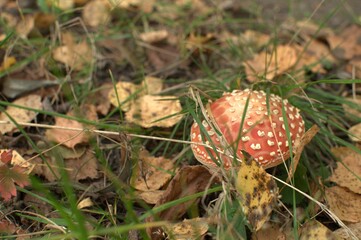 Beautiful fly agaric among blades of grass and autumn leaves
