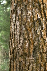 Textured tree bark close-up on a background of green foliage
