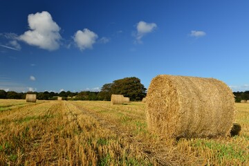 Hay bales, Jersey, U.K. Seasonal Summer harvest.