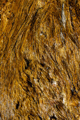 Run-off Water from a Hot Geyser at the Grand Prismatic Spring with Bacterial and Mud Formations, Yellowstone National Park