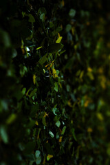 green leaves 