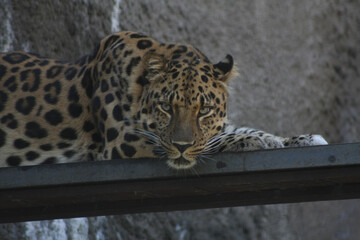 portrait of a leopard lies on a steel shelf and stares