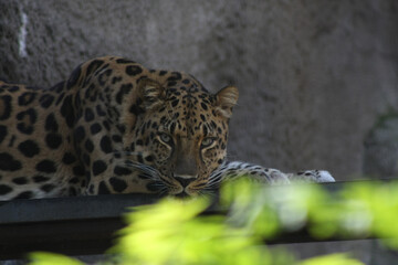 portrait of a leopard lies against a gray wall gazing intently 