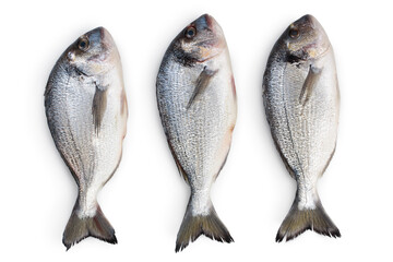 Fish dorado isolated on white background with clipping path and full depth of field. Top view. Flat lay