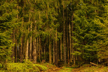 dried and felled trees in a coniferous forest in early spring on a sunny day and a cloudy sky..beautiful forest landscape at sunset with sunny sky. Pine forest without people. windbreak, fallen trees