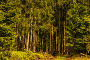 Fototapeta premium dried and felled trees in a coniferous forest in early spring on a sunny day and a cloudy sky..beautiful forest landscape at sunset with sunny sky. Pine forest without people. windbreak, fallen trees