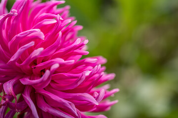 Flower of a Dahlia Jayne.