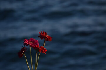 red flower against the blue water