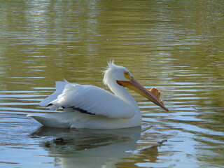 American white pelican, male in breading season