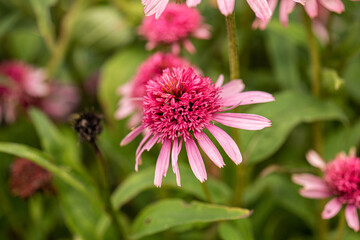 Flower of a Echinacea purpurea , purple coneflower.