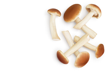 Fototapeta premium honey fungus mushrooms isolated on white background with clipping path. Top view with copy space for your text. Flat lay.