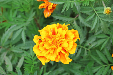 marigolds in the garden	