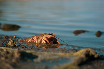 Freeing Bulgarian Astacus Astacus, Crayfish, on the shore of a lake.