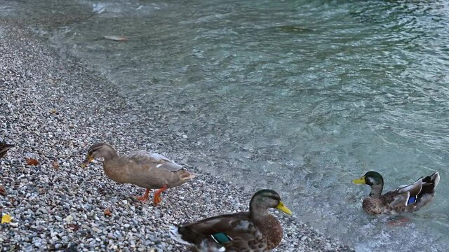 Family of ducks in the lake. Outdoors. High quality 4k footage