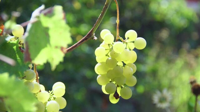 Bunches of fresh ripe white green grapes with green leaves. Vineyard at harvest time in autumn day at farm. B-roll footage