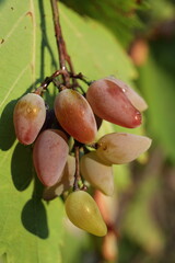 ripe plums on tree