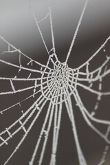 The spider's web is a wonderful shot in all its details