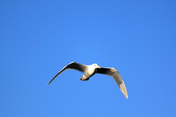 An eagle soaring in the sky proudly opening its wings